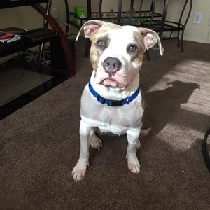 Meet your Posher, Demonte